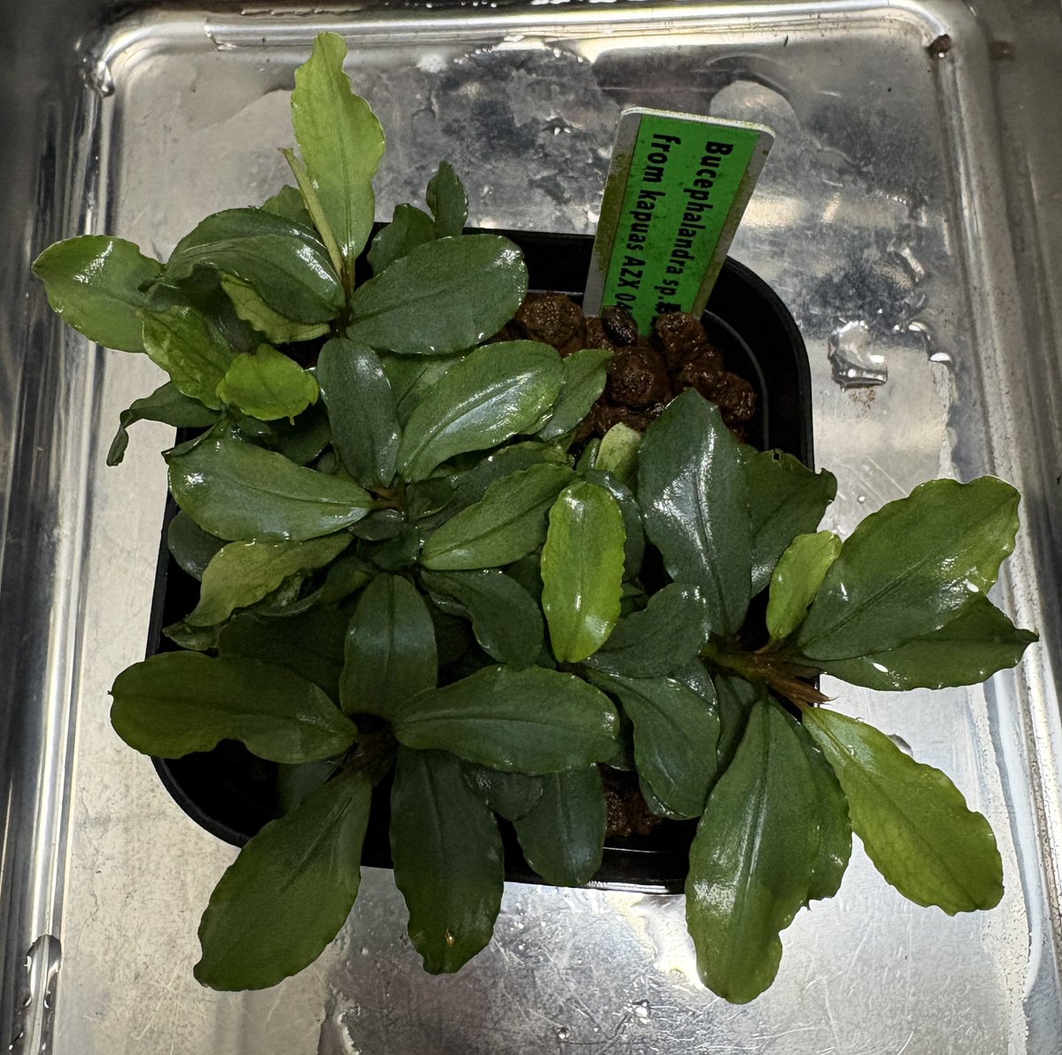 た*う様 Bucephalandra sp\"彩雲\" from Kapuas 2025年最新】bucephalandra 彩雲の人気アイテム - メルカリ