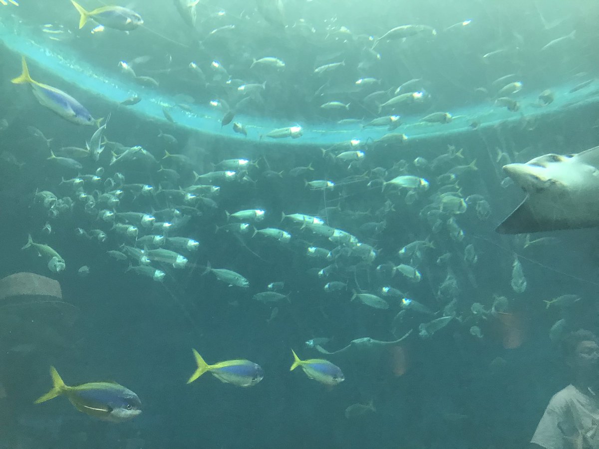 今週金曜です。チェロ菅原君も在籍のtheBIGWAYとみたらし団子ズで。ご予約お待ちしております！

9/12日(金)  吉祥寺MANDA-LA2

・theBIGWAY
・みたらし団子ズ（吉田悠樹＋服部将典）

open18:30 start19:30
¥2400＋1drink

manda-la2.com/event-details/…