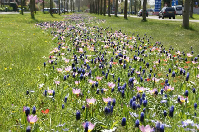 HRinBloom's tweet photo. 🌸🌼 Exciting news 🌼🌸

We had a fantastic site meeting with Michael and Cas from #LubbeLisse. We’ve agreed to create over 400 square metres of bulbs and wildflower combinations – that’s more than 30,000 bulbs! 🌷

📸 Pictures courtesy of the Lubbe &amp; Sons

#HRinBloom #AiB2026😉 https://t.co/yBLi79wHE0