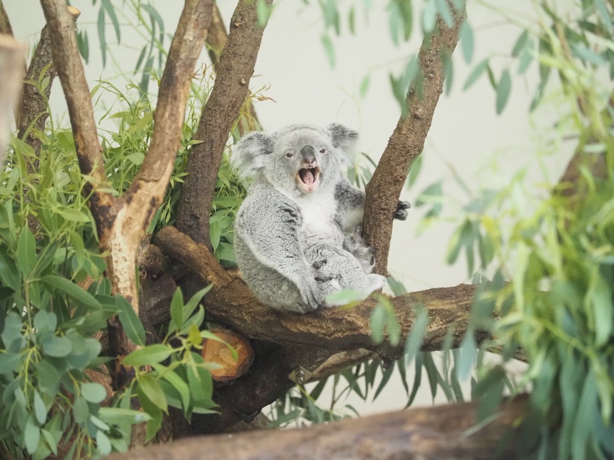 ｱｰｰｰ!!!

#多摩動物公園 #コアラ #あずま