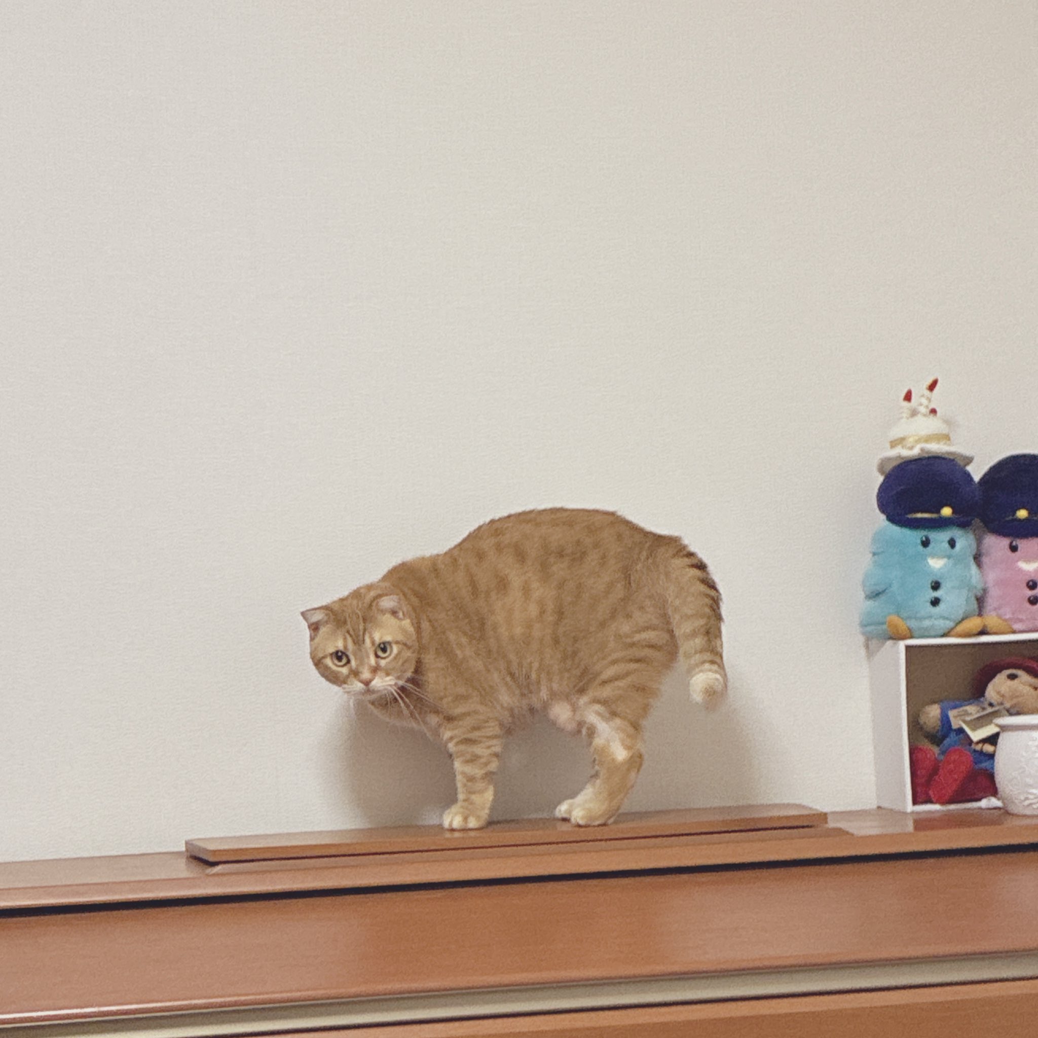 しろねこ様 しろ on X: 