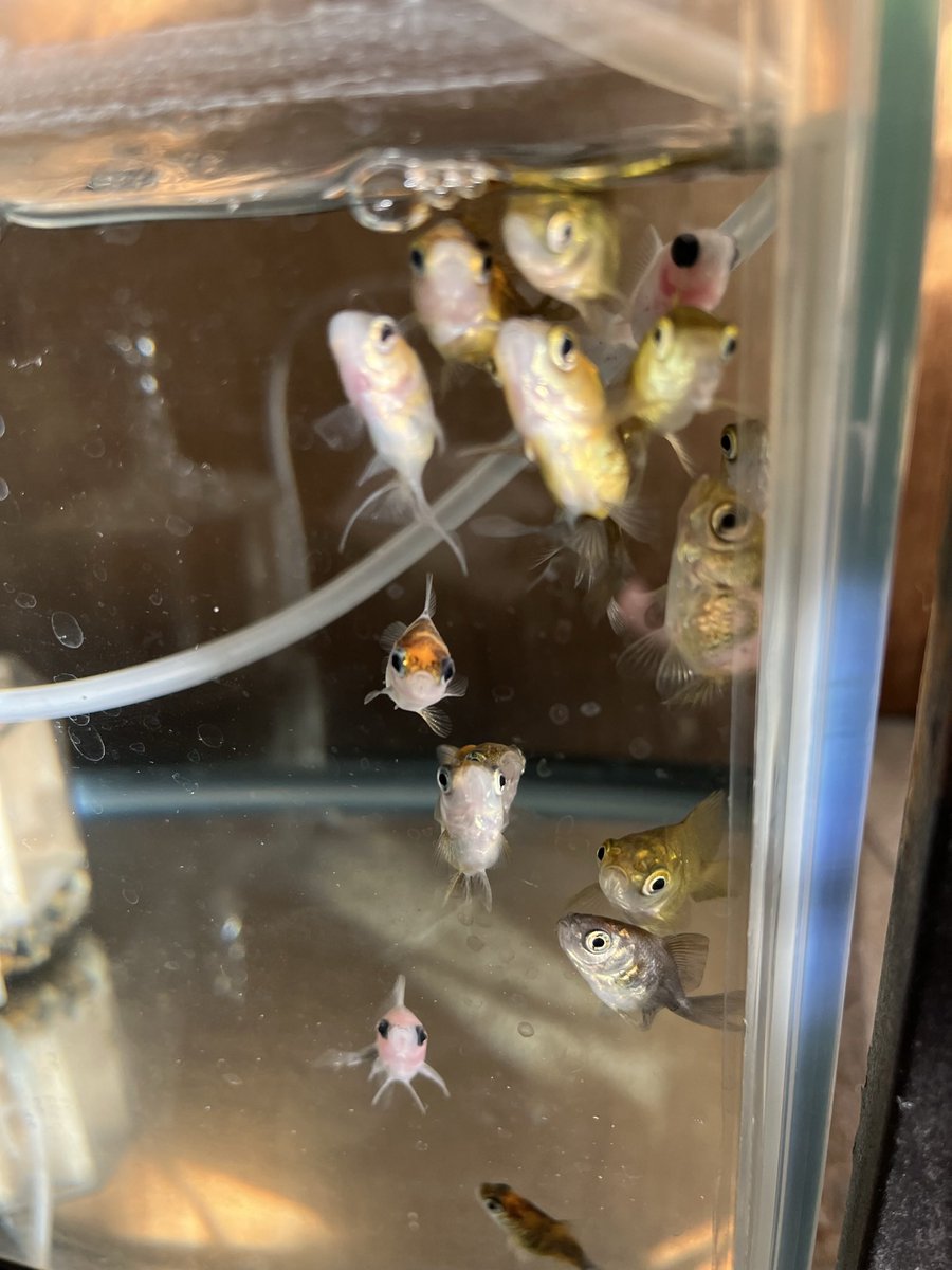 #そんな目で見てくれてありがとう
小さい頃の金魚達も一生懸命で可愛いよ。