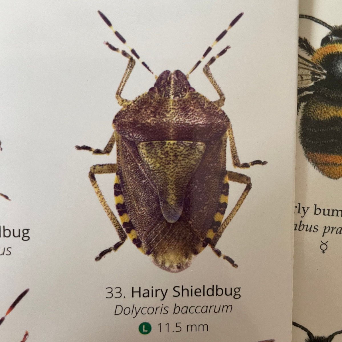 greensynergylin's tweet image. Bug of the week
Hairy Shield bug 

#BugoftheWeek #HairyShieldBug