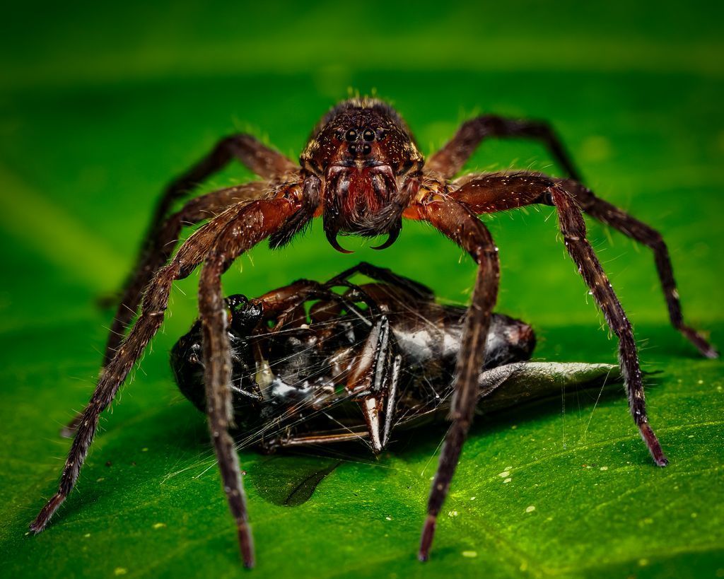 Macro_Nara's tweet photo. Speed. Precision. Long legs like grappling hooks. The **Huntsman spider** rules ambushes in the Amazon night. 📸
#spider #macro #Amazon https://t.co/fHyC61Xn2T