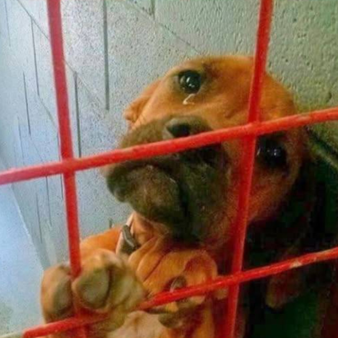This sweet little puppy sat quietly in her cage, her big, tearful eyes filled with sadness and loneliness. She wasn’t barking or begging, just waiting, silently hoping someone would see her.

When the High Plains Humane Society shared her photo, it broke countless hearts. One