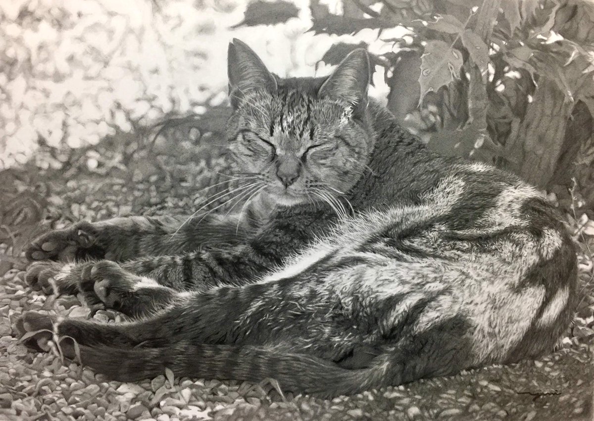 箱入り猫 鉛筆画 ペットの鉛筆スケッチ☆受注生産☆ 絵画 fukafuka pintor 通販