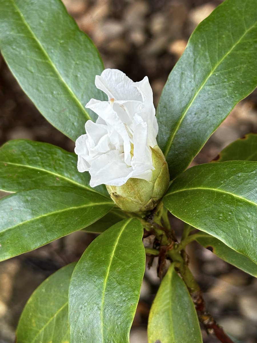 A rhododendron bloom for you on a #TranquilTuesday morning #JoyScavengerHunt