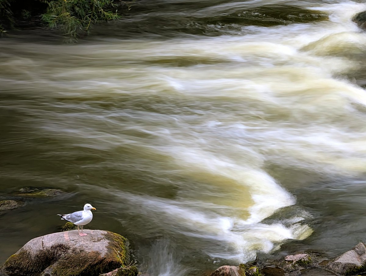 #pajareandoporlacity gaviota argéntea en Kilaån #Nyköping