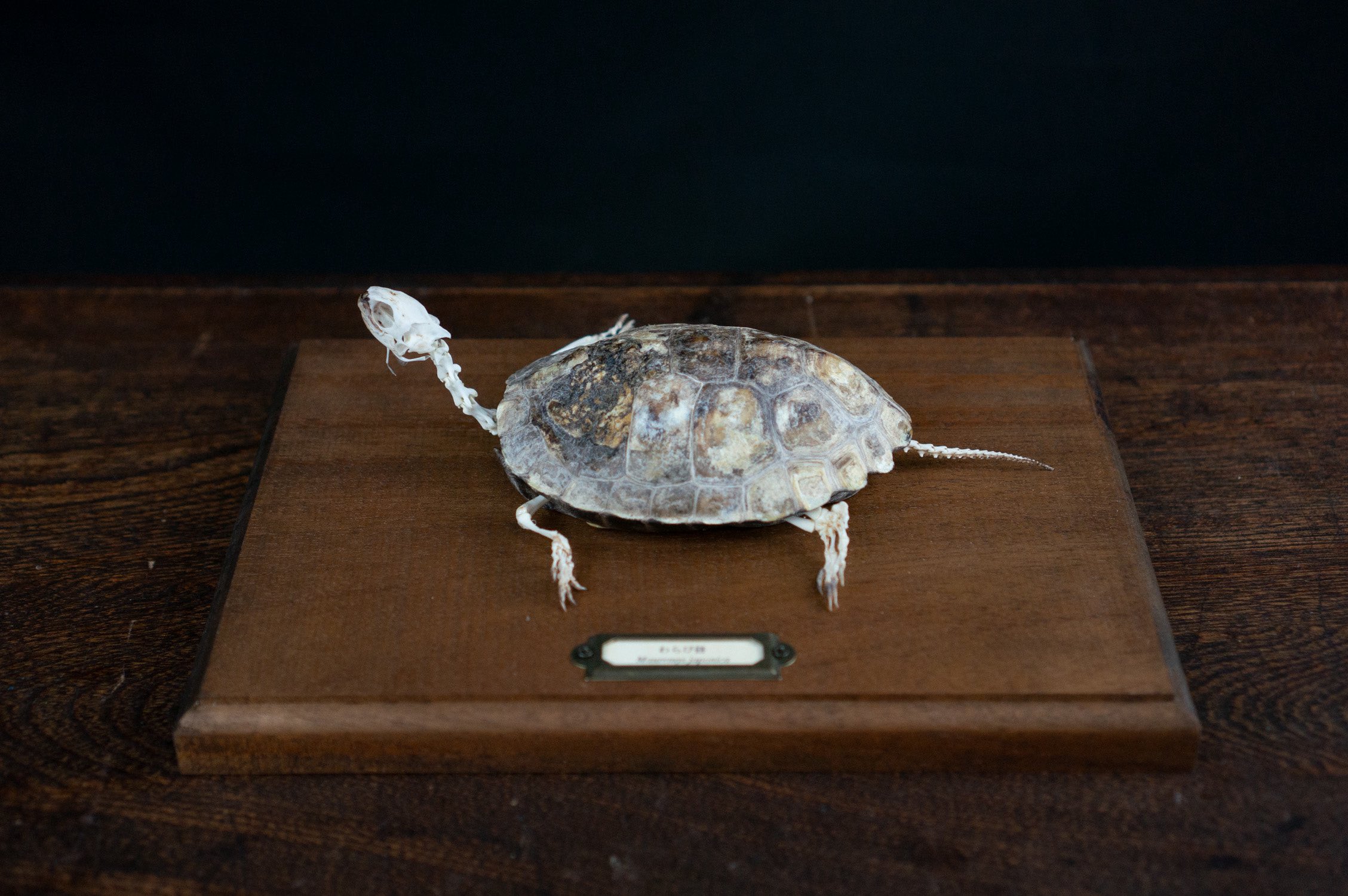 骨格標本 - Search / X