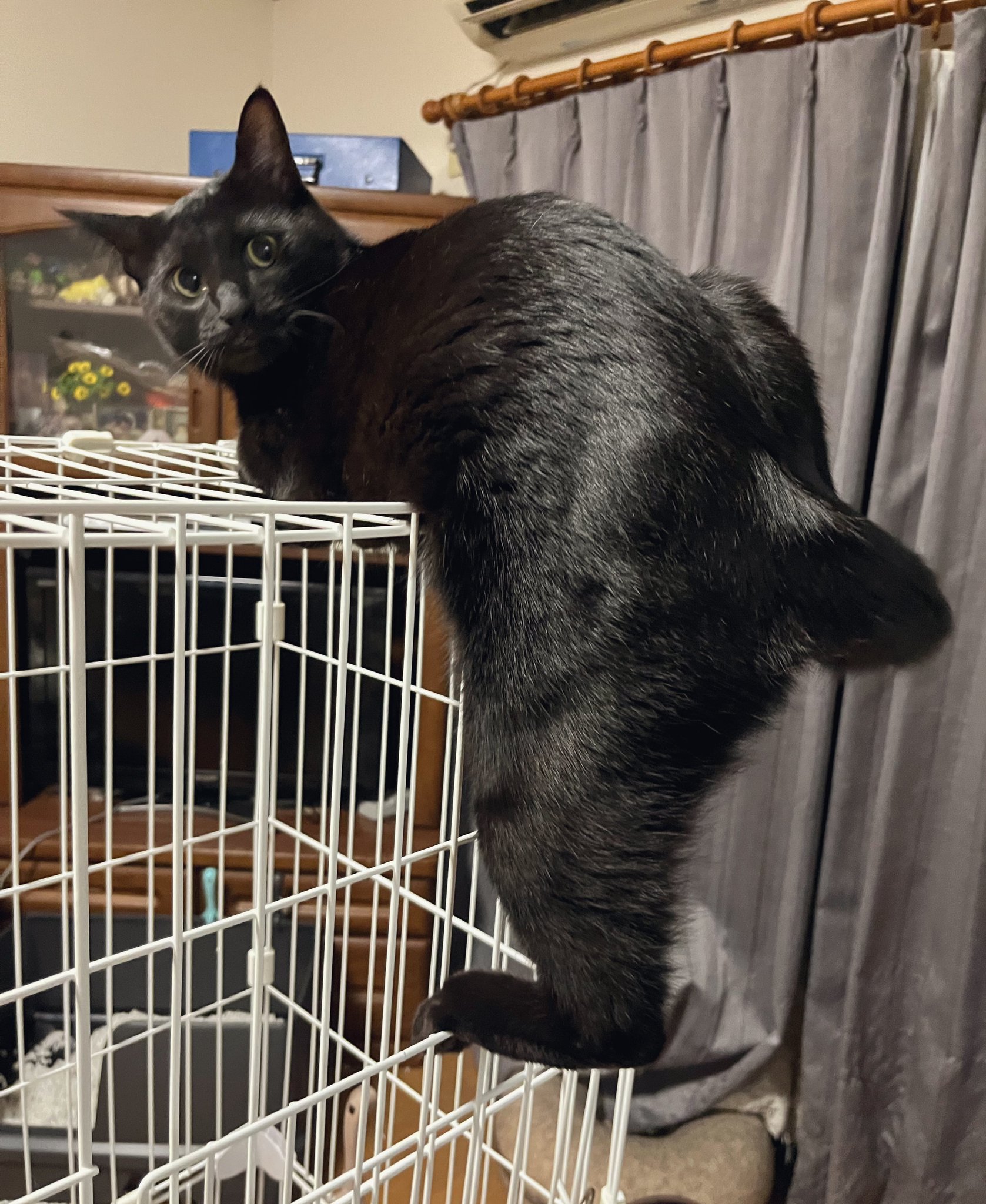 さくら黒猫 on X: 