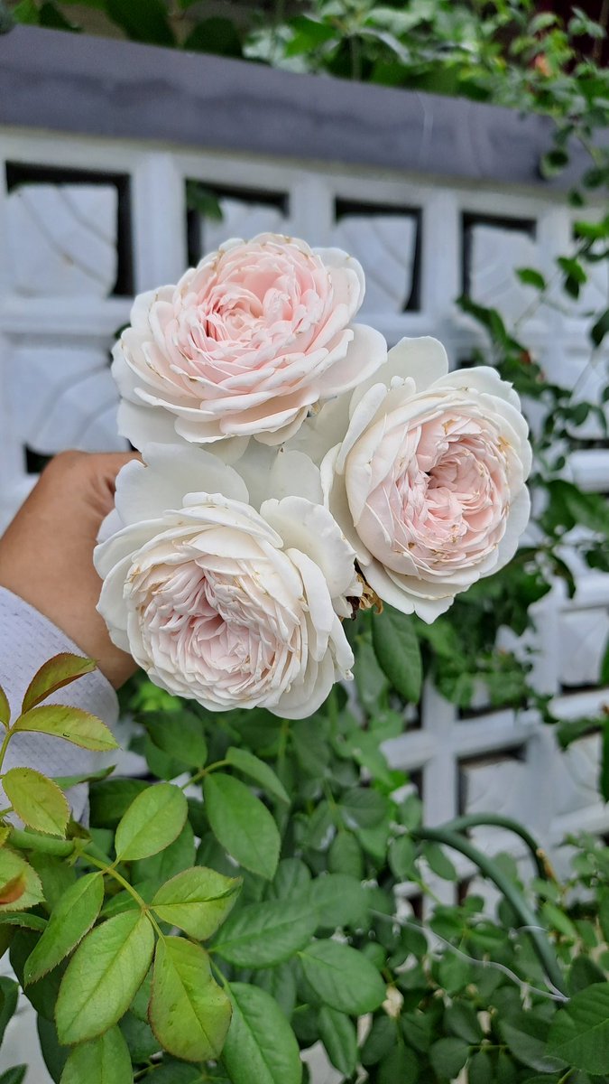 ndah 👩🌾🌹🌻 tweet media