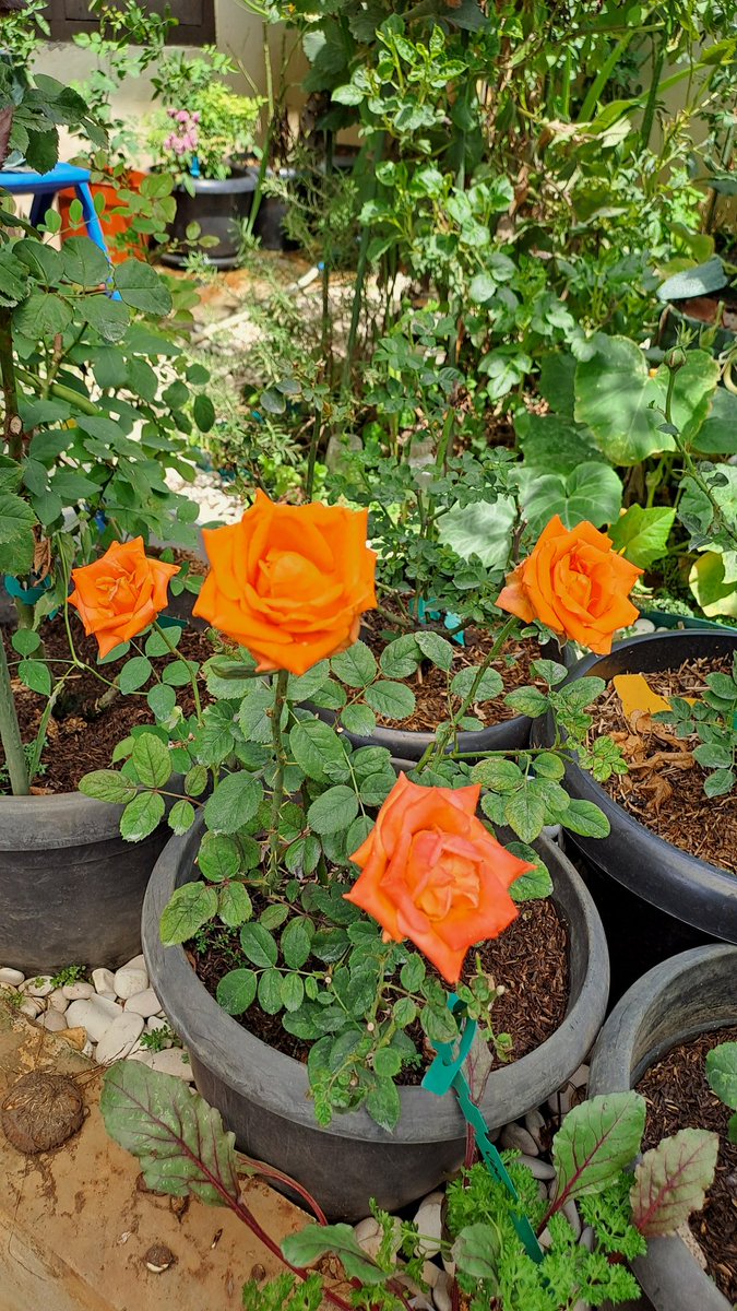 ndah 👩🌾🌹🌻 tweet media
