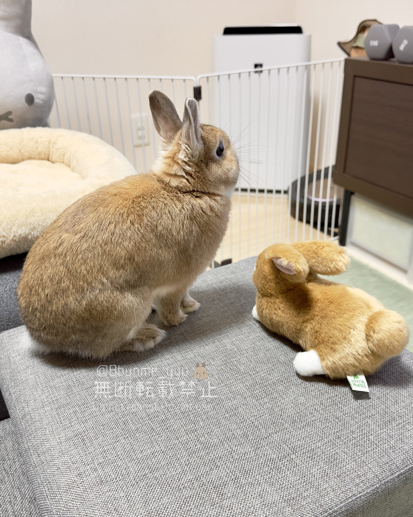 うさぎのうい🐰 on X: 