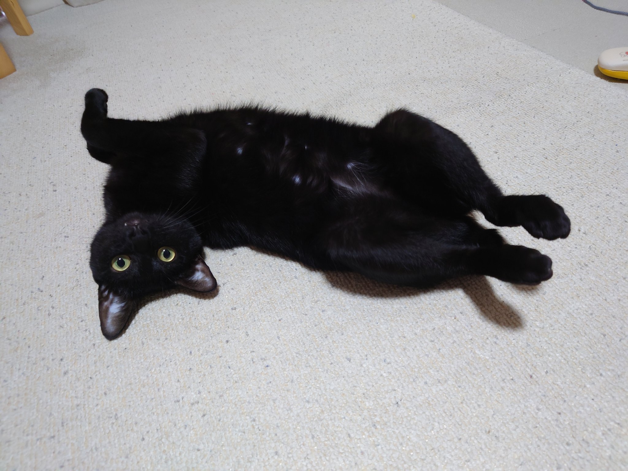 TKG-とかげ-＆ざくろ・ムタ・くるみ・紅姫 on X: 