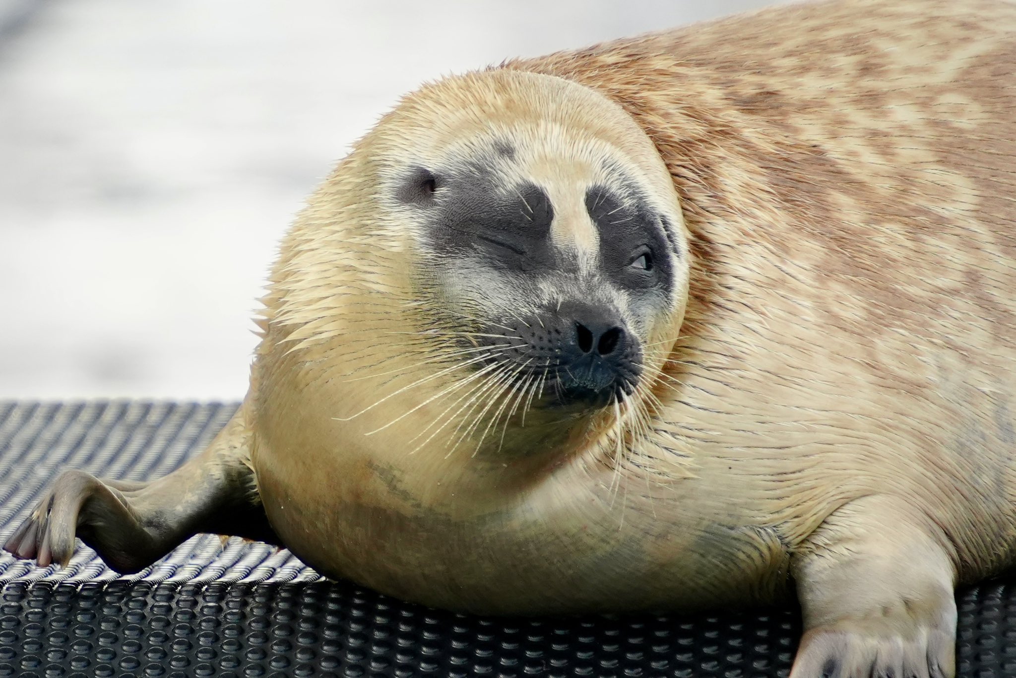 アザラシ ママから氷をもらってもぐもぐ🧊🦭💓 Follow: @hakuhime_az