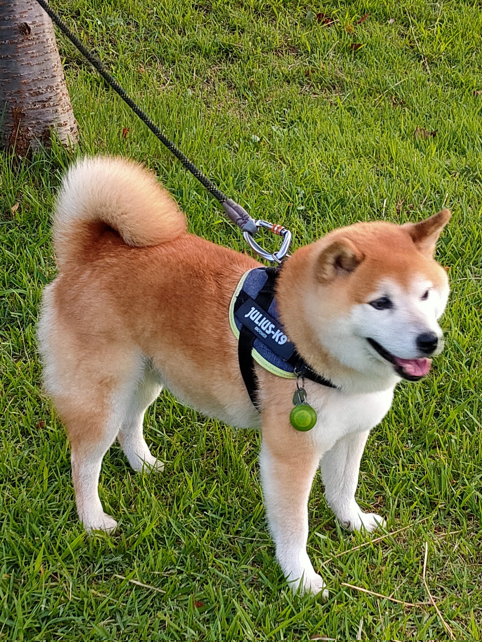 🐾風丸の日々🐾 on X: 