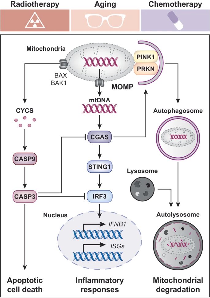 Madam_Mito's tweet image. Mitochondrial integrity stands out as a major gatekeeper for the control of genetic, metabolic, and inflammatory homeostasis;