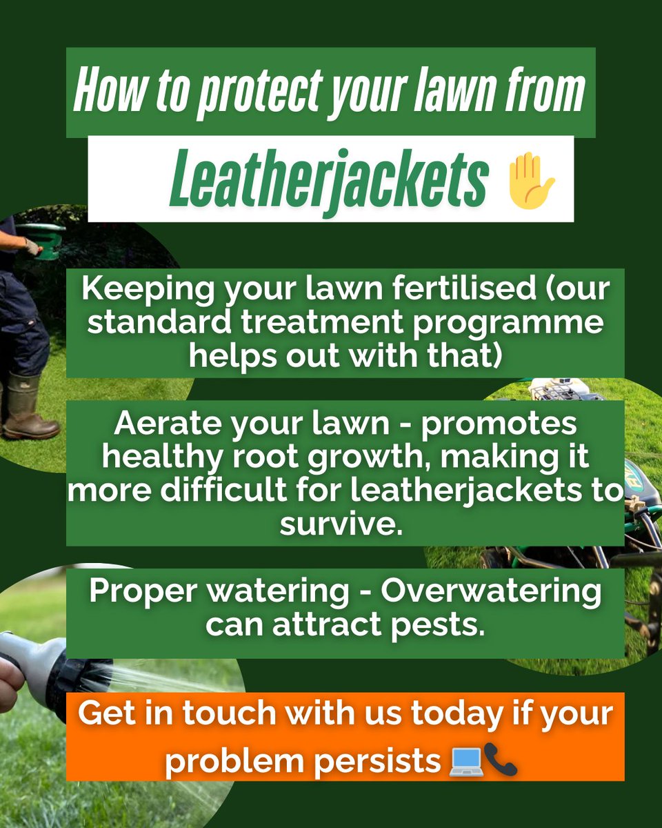 Noticing bare patches and more wildlife lurking in your lawn?
You may have leatherjackets 😱🦟

If you have the tell tale signs, get in touch with us for a free lawn analysis: bit.ly/lawn-pest-cont…