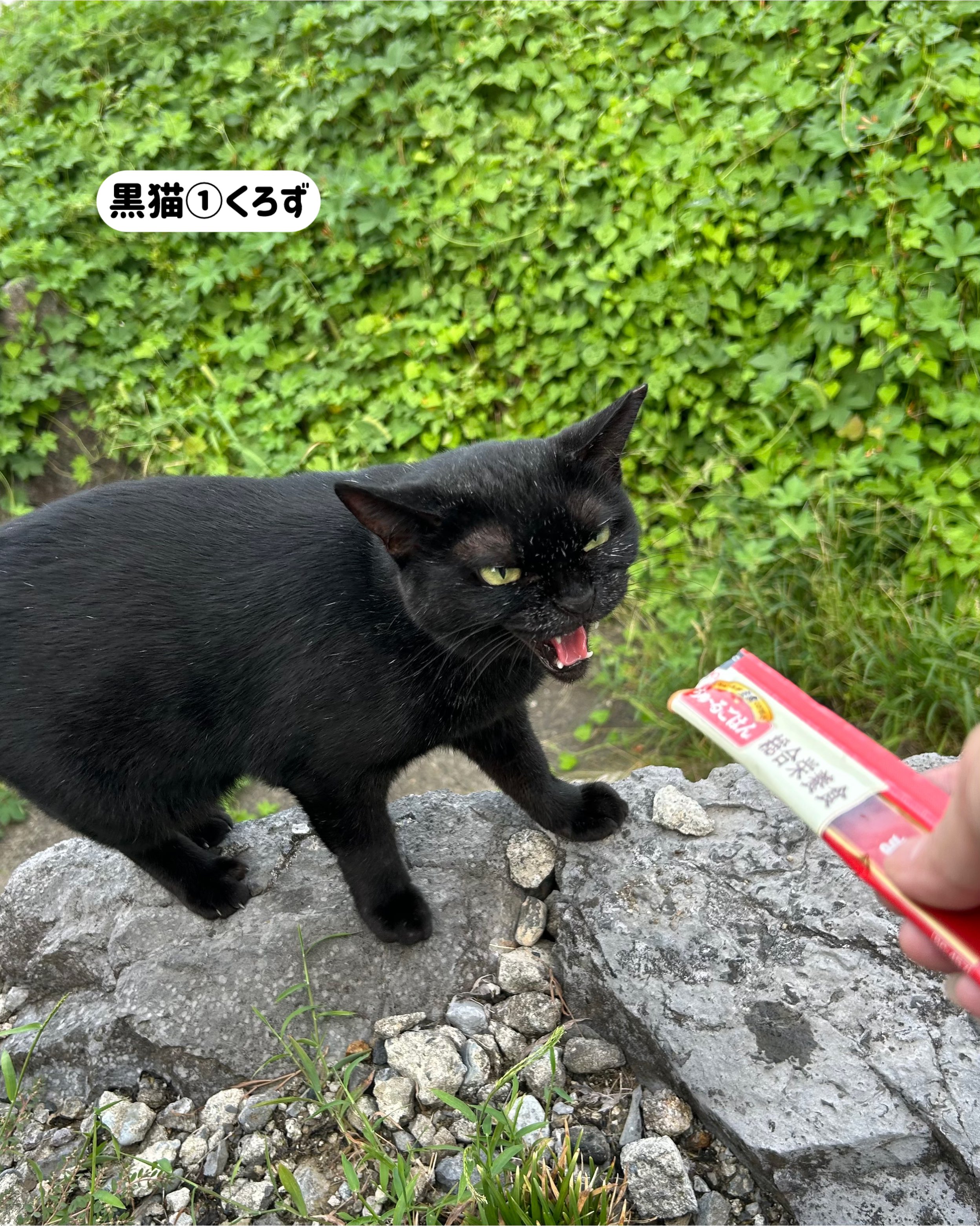 黒猫3 黒猫3兄妹 on X: 