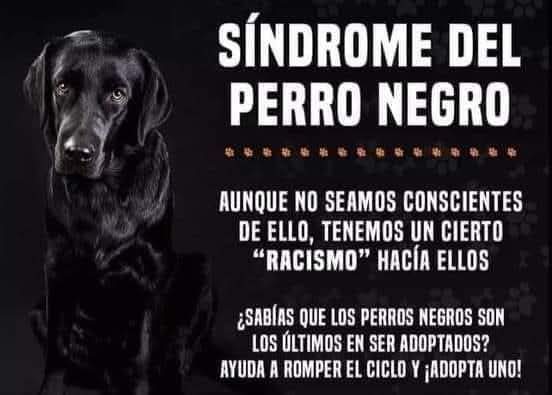 ¡Adoptá uno! ❤️