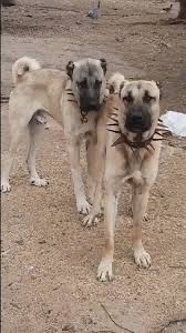 Kulübede tek başına sıkılıyomuş yanına arkadaş almışlar…