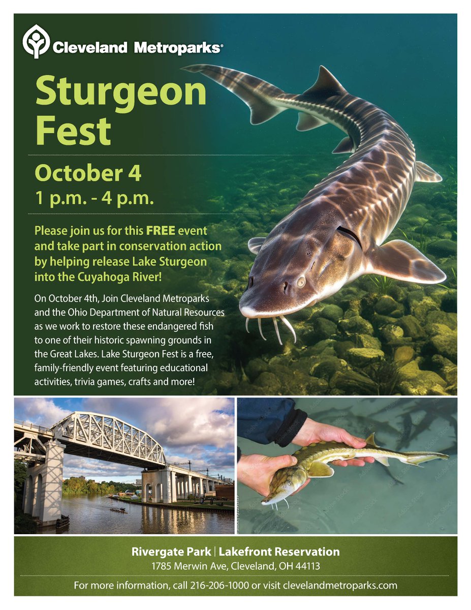 CuyahogaCounty's tweet image. On Oct. 4 at 1 p.m., 1,500 juvenile lake sturgeon will be stocked in the Cuyahoga River at Rivergate Park! Join us and our partners for this historic reintroduction and even help release a sturgeon. @ohiodnr @clevemetroparks