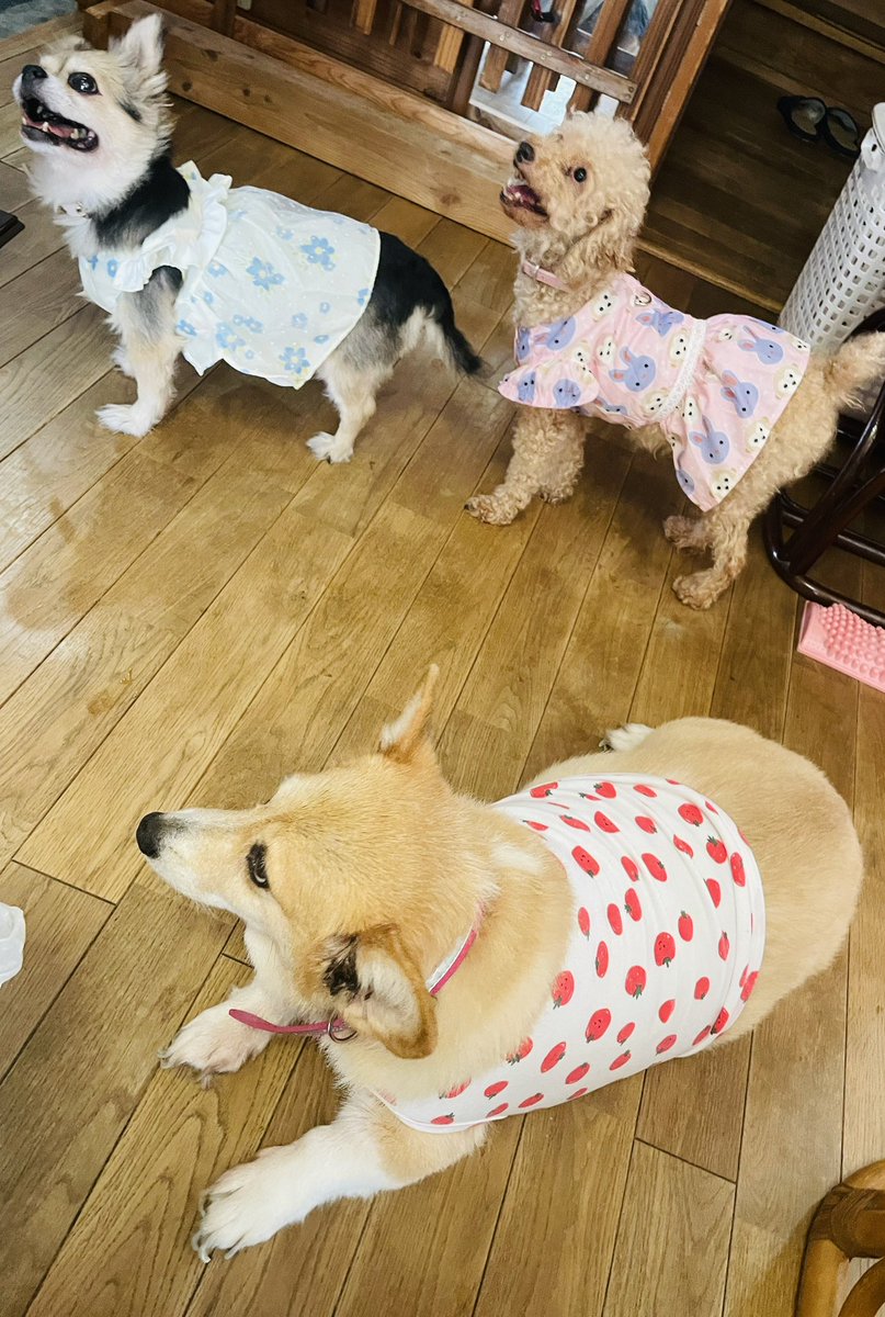 今日のおうちカフェ𖤣𖤥𖠿𖤣𖤥

味宝卵を使って手作りおやつ
カステラ＆プリン🥚 '-' 🥚
なんか…グチャグチャ🤣

でも犬たち大喜び🐶
ほぼ甘くないおやつ…

甘くない優しいおやつになれたらこっちの方が良いd( '-'  )

#おうちカフェ #手作りお菓子 
#ヘルシー 
#デカチワワ #トイプー
#コーギー