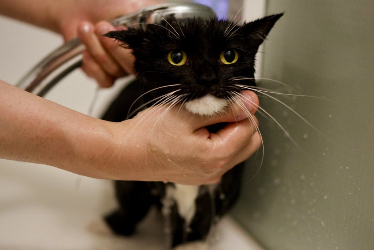 Soggy Uni is back!
Just uploaded this year’s bath video on YouTube. He was such a brave boy, so please check it out! :3

youtu.be/mXheVsAn3WU?si…