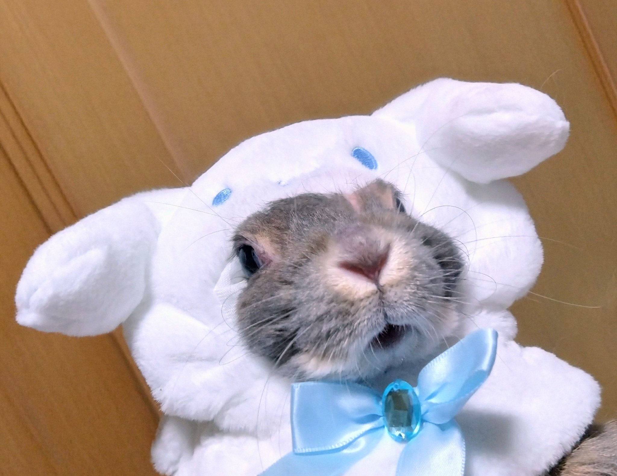 cyoko kinako(うさぎ🐰のチョコちゃん) on X: 