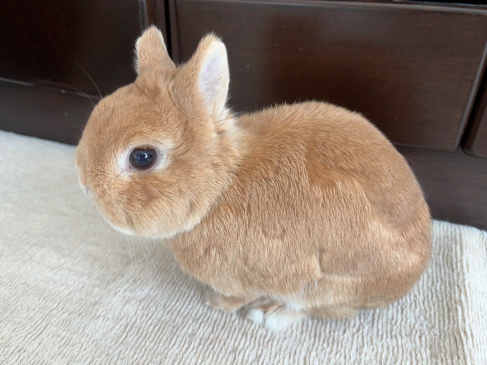 レア 一点物 3本足のうさぎ プラクルアン ぬいぐるみS うさぎ