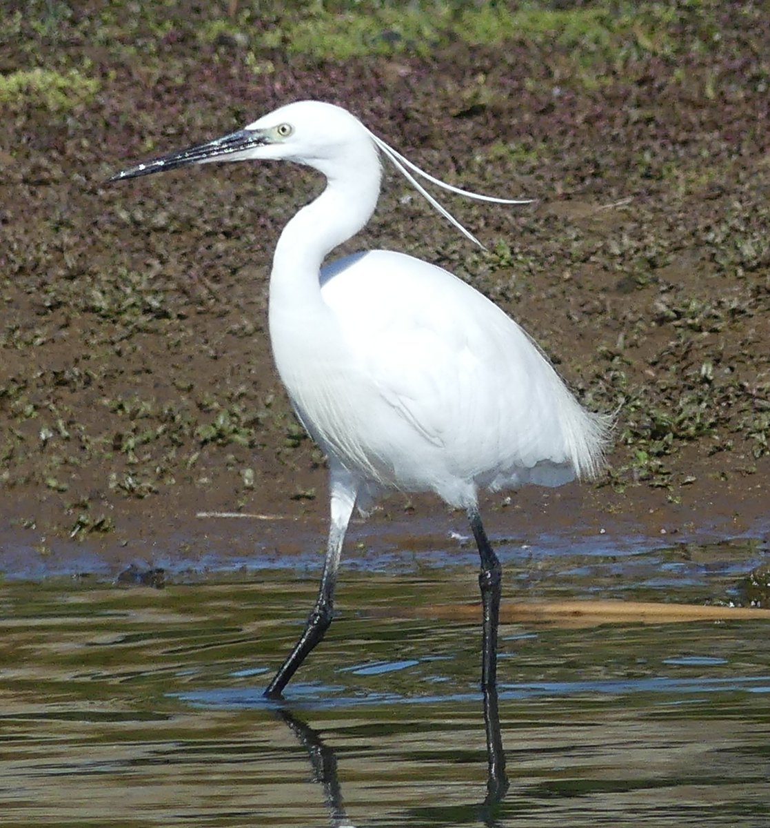 Grimley earlier today, 18 little egret, 2 great white, common sand, kingfisher, were highlights