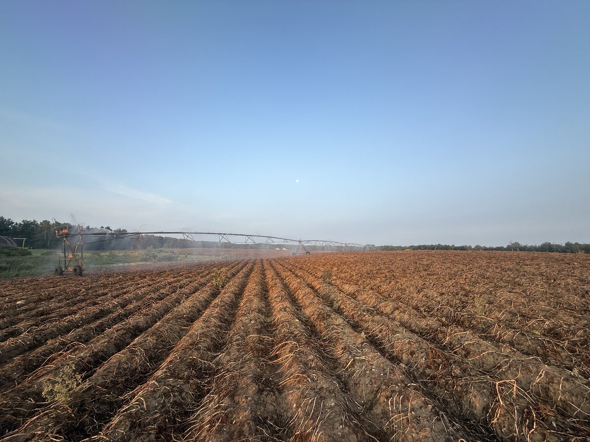 Pre-harvest irrigation to help keep the dirt on the harvester chains trying to keep bruising down on the spud babies. 🥔👍