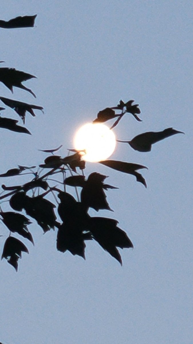 Phoebetales's tweet image. Morning Moon

#fullmoon #MoonMagic #Moon #beautyfuel