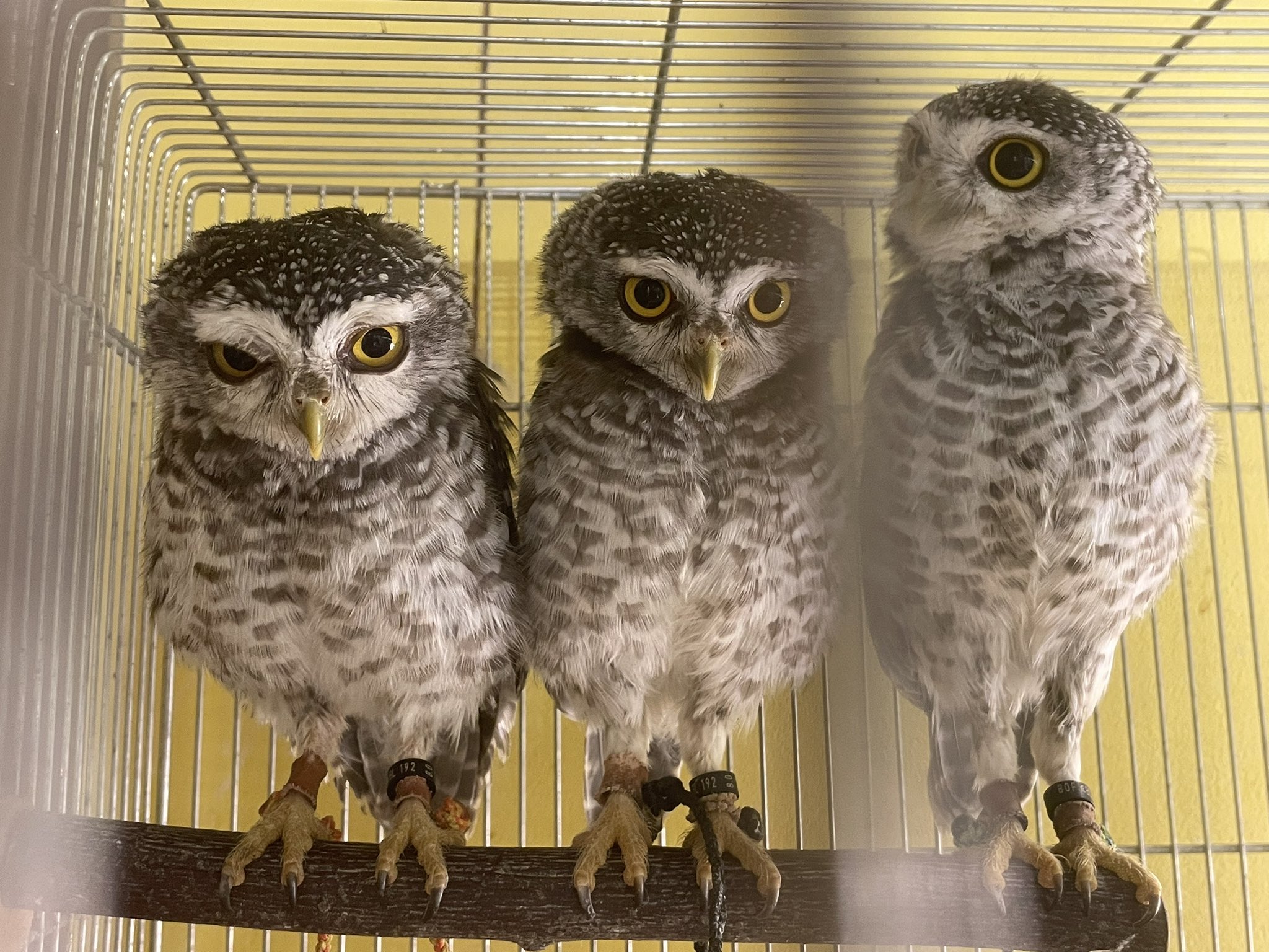 フクロウの夜会 防鳥 発光フクロウ KJ-125 本体のみ | 七福ツール