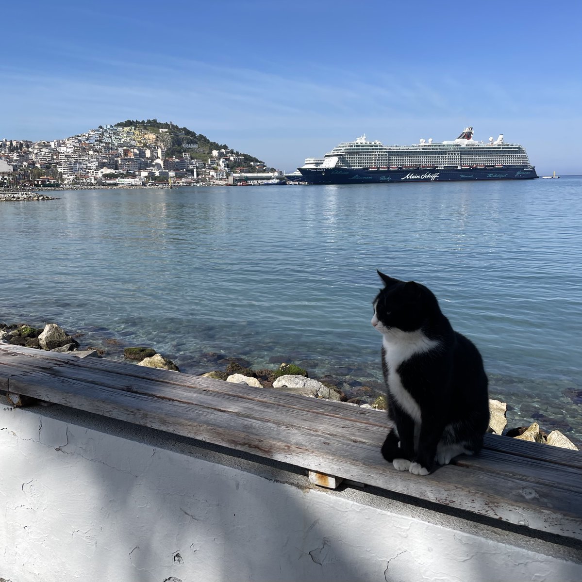 Sahildeki kedilerden biri hastalanmış, ökşürüp hapşırıyor. Antibiyotik lâzım ama eczane reçetesiz vermiyor. Güvercin Masa'yı aradık; Haybulans geldi, kediye antibiyotik iğnesi yaptılar. Üç defa daha yapılması gerekiyormuş, hâlledeceklerini söylediler.

Medeniyetin simgesi,