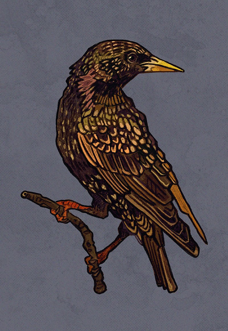 starling