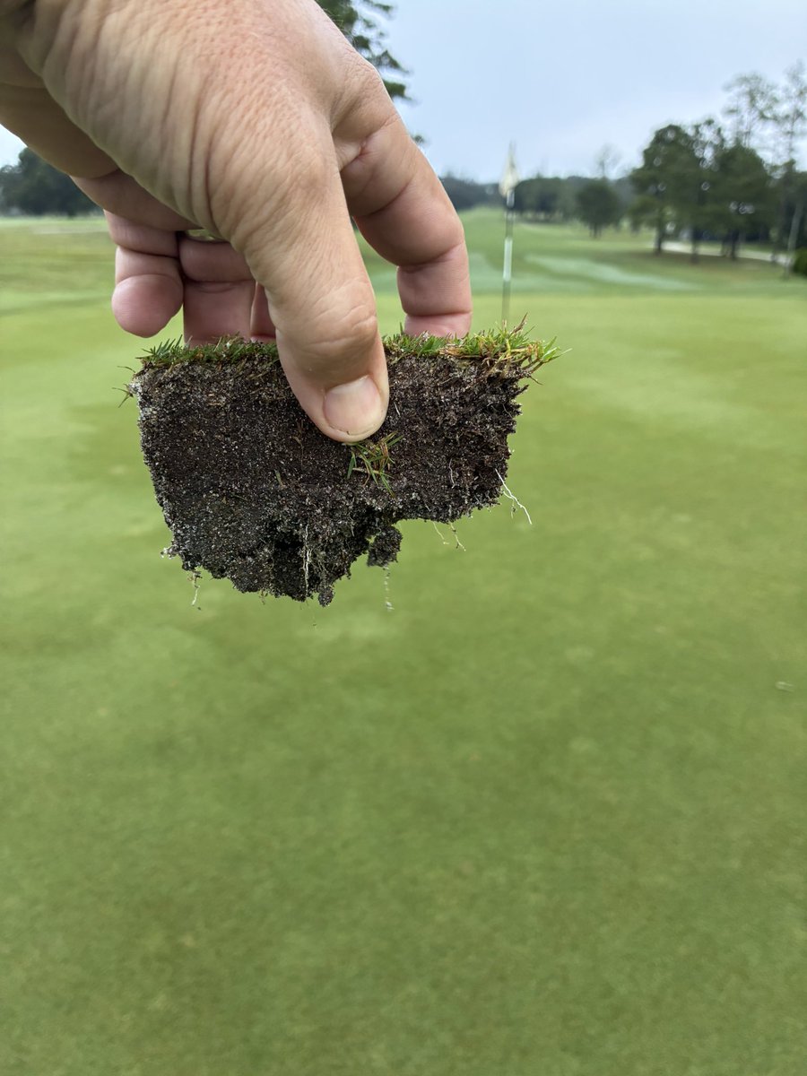 Greens in north central florida over 10 years old, new superintendent less than a year in just recently made the change to full <a href="/TurfsolutionsFL/">Nathan Florian</a> foliars and the roots are responding despite the prolonged cloudy conditions here in early September ⛳️⛳️⛳️😃😃😃