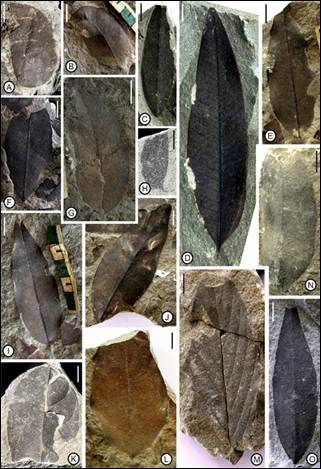 PIB India (@pib_india) on Twitter photo Fossil leaves from Nagaland reveal how Antarctica shaped the Indian Monsoons
A new study has established a connection between the formation of Antarctica around 34 million years ago and the early evolution of the Indian monsoon system that allowed lush forests to flourish across Fossil leaves from Nagaland reveal how Antarctica shaped the Indian Monsoons
A new study has established a connection between the formation of Antarctica around 34 million years ago and the early evolution of the Indian monsoon system that allowed lush forests to flourish across
