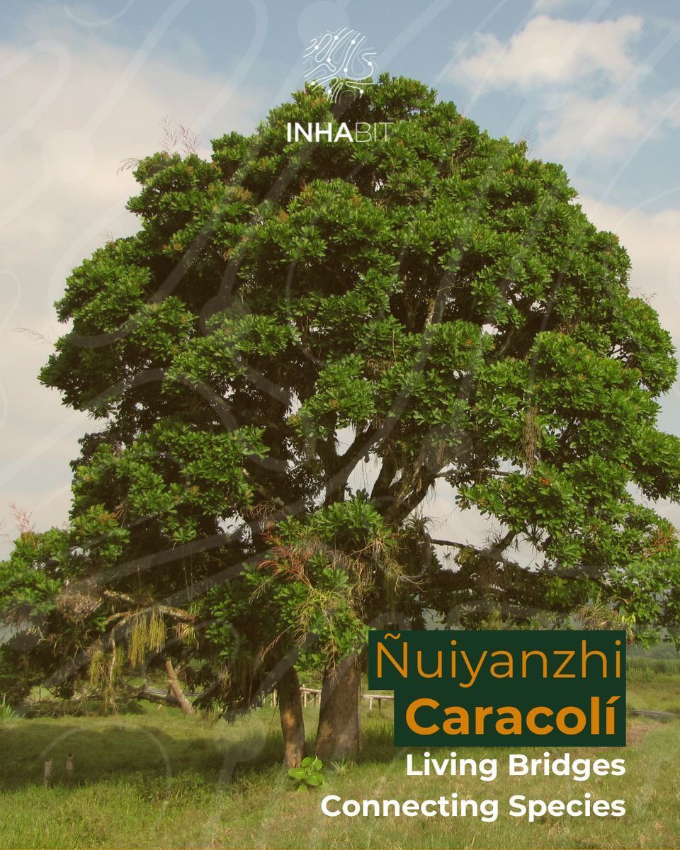 Ñuiyanzhi Caracolī refers to the Kogui conception of the third level of care or stewardship, where adults care for “people”.

The caracolí tree (Anacardium excelsum) is an essential ecosystem tree that protects water with its roots, preserves aquifers, and improves surface water