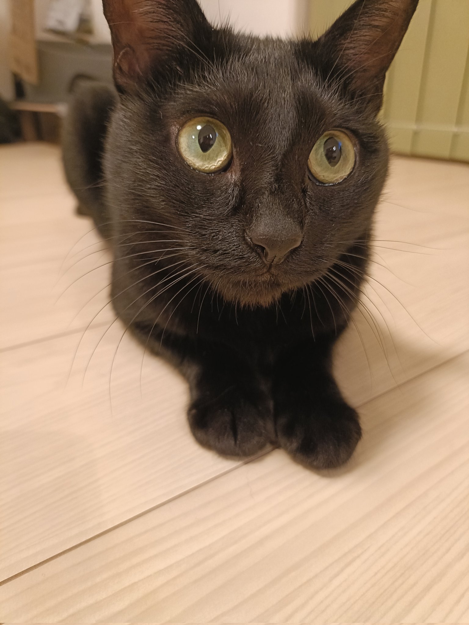 Panasonic - 黒猫さま専用♡10月27日以降に申請お願いしますm(_ _)m 黒ねこボサのもふ日和 on X: 