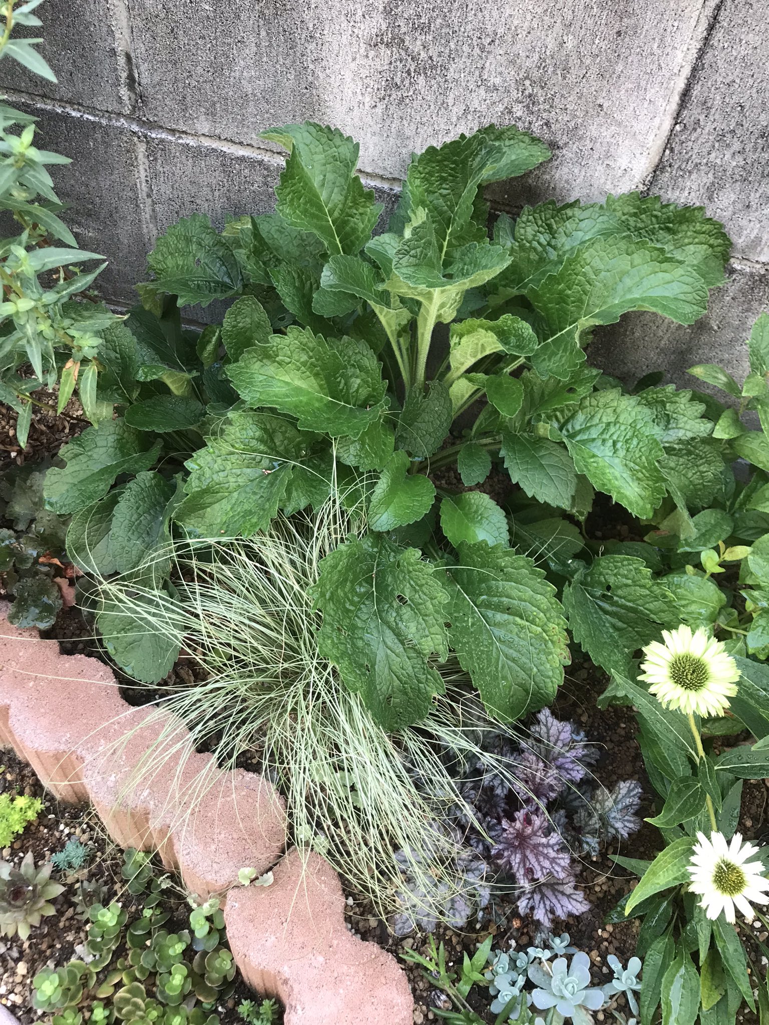 cocoページ COCO BRAKE EX FROM BIRTH - AIRBUGGY | ベビーカーの