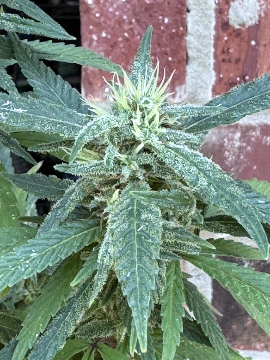 ninjamunkey's tweet image. Round two of the Raspberry Beret, lost most of round one to mold.   It hurt, but I learned something.   And I moved on to this frosty clone, hoping to not repeat the mistakes of my past.   Evolve.  Change.   Rise up.   #Homegrown #problemsolver