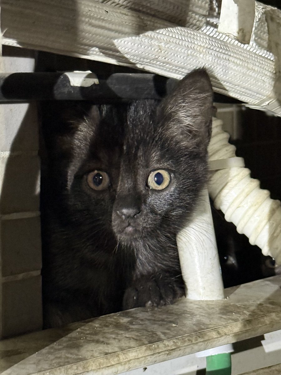 laier's tweet image. Обнаружено тьмаленькое тьмножество