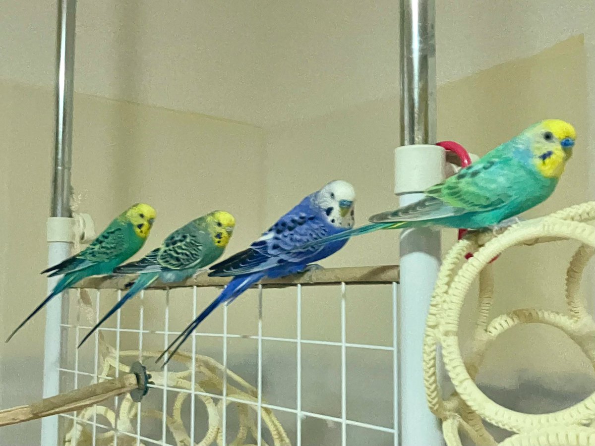 おはようございます
4インコ☆ 整列！