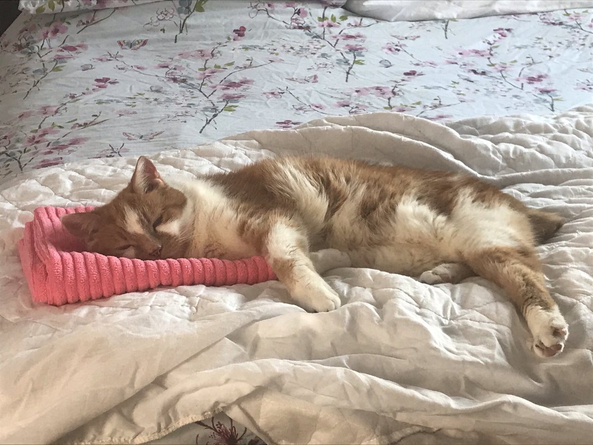 Lord_Of_Shorvia's tweet image. I miss Jasper