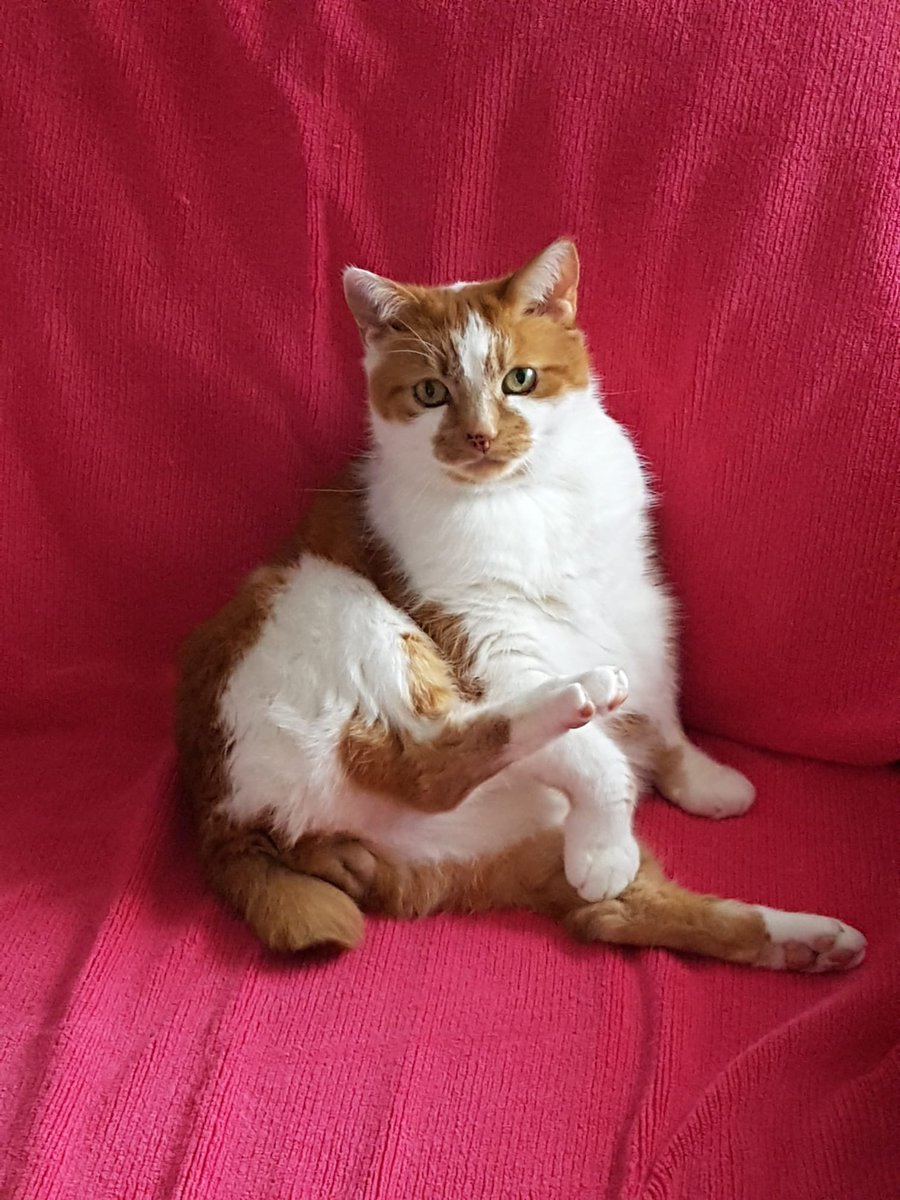 Lord_Of_Shorvia's tweet image. I miss Jasper