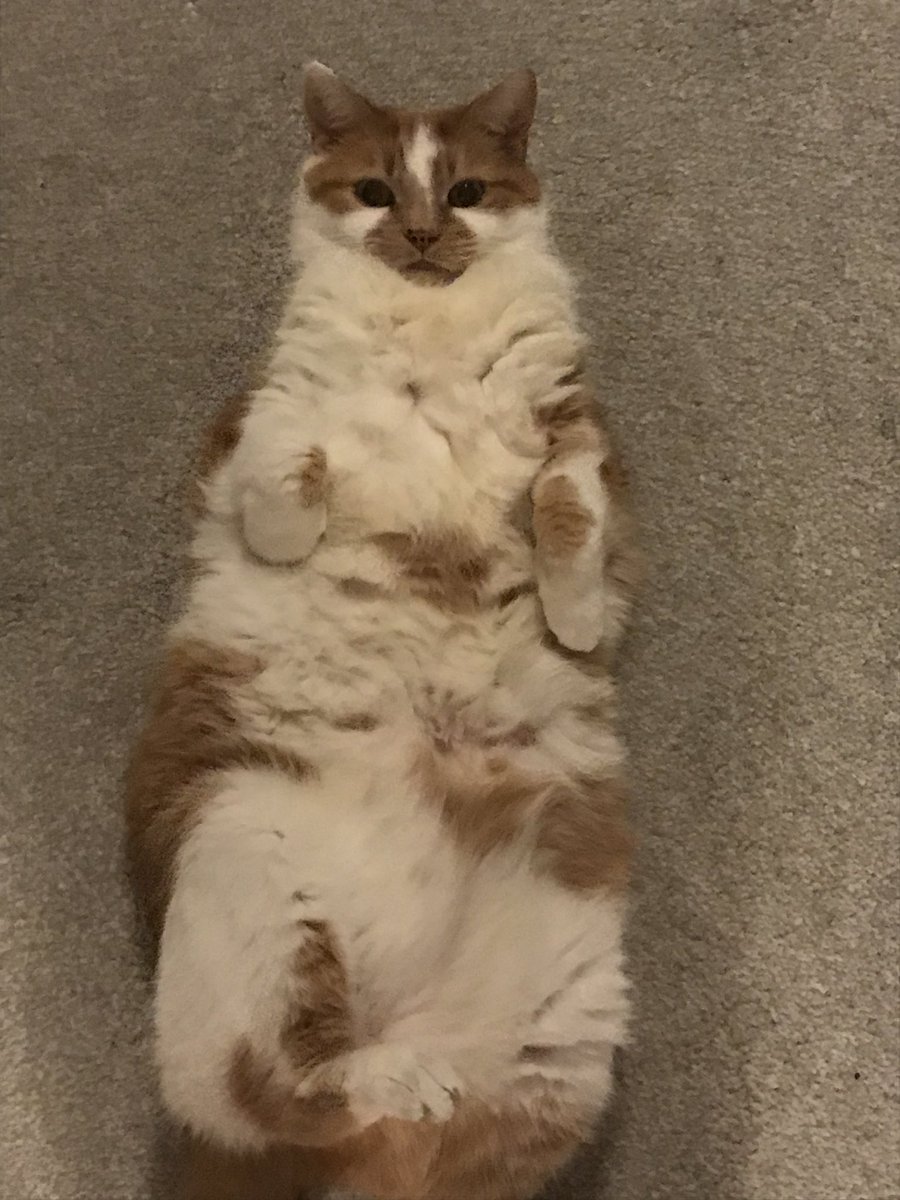 Lord_Of_Shorvia's tweet image. I miss Jasper