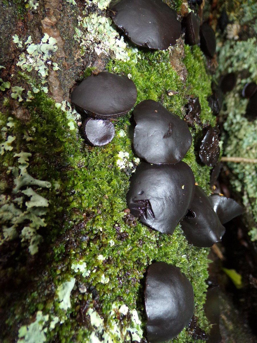 Bank voles and black bulgars <a href="/visitBrockholes/">Brockholes</a>