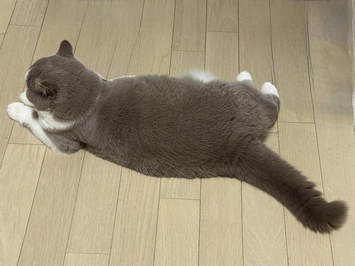 おはよーエビちゃん
だいたい後ろ脚揃えてるよね
#ブリティッシュショートヘア 
#猫のいる朝