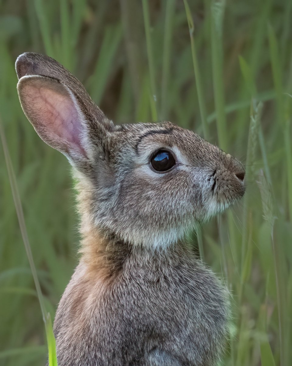SW_PhotoNature's tweet image. A little bunny… just love his eyebrow!
#rabbit #bunny